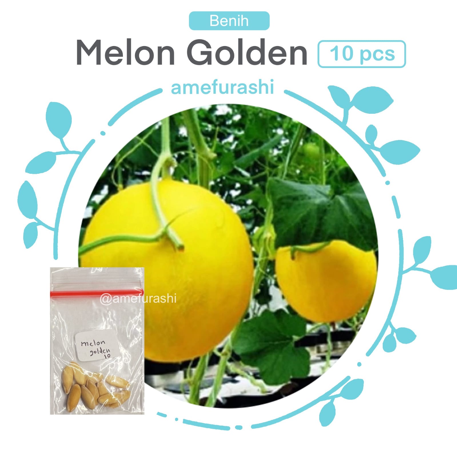 Benih 10 Biji Buah Melon Golden Sweety Melon Honeydew Manis dengan Daging Buah Tebal