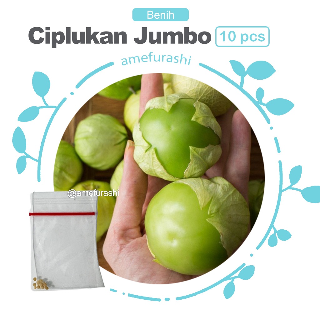 Benih 10 Biji Ciplukan Jumbo Cecendet Mudah Tumbuh