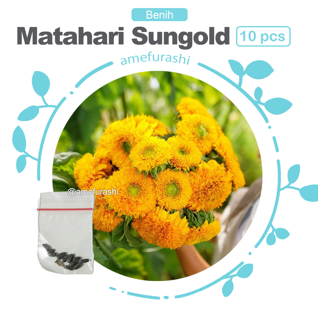 Benih 10 Biji Bunga Sunflower Dwarf Sungold Cocok Untuk Pemula