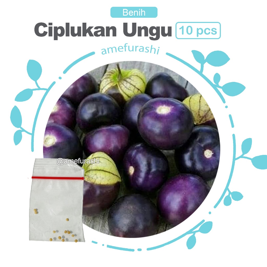 Benih 10 Biji Ciplukan Ungu Purple Tomatillo