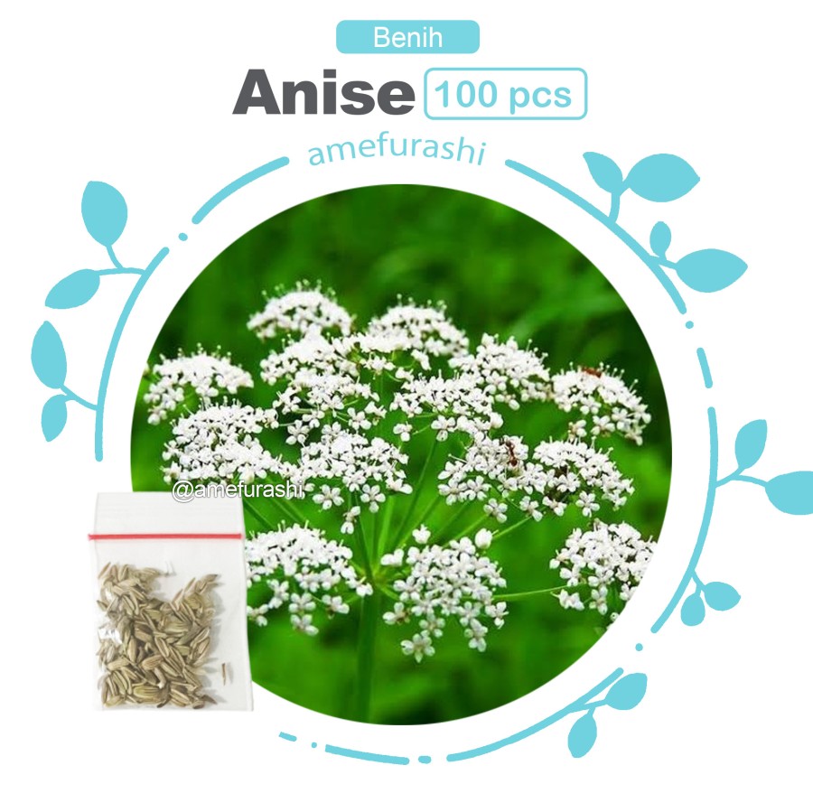 Benih Biji Herb Anise isi 100 Biji Edible Flower For Fruit Salad Garnish