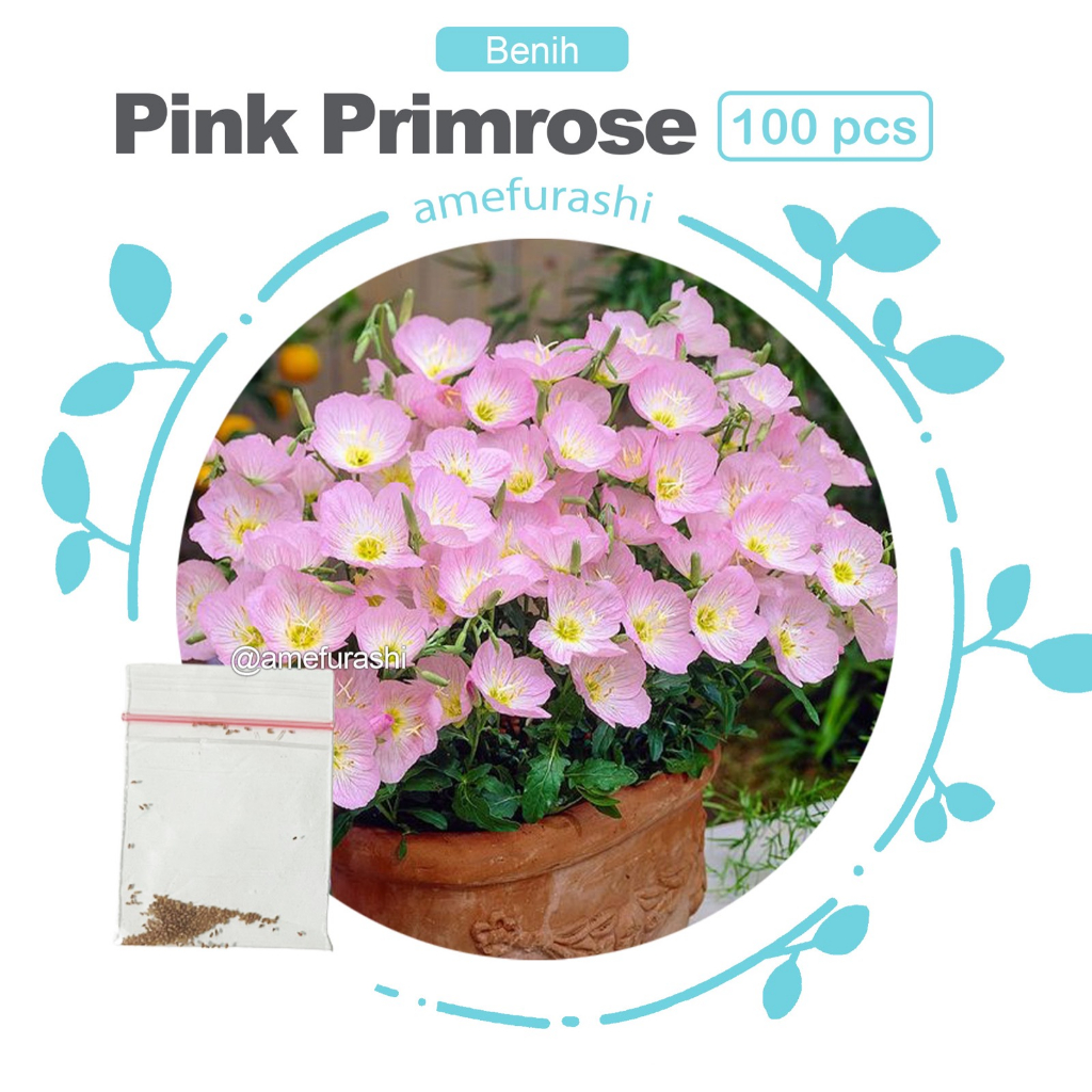 Benih100 Biji Bunga Pink Evening Primrose Flower Biji Primrose Pink