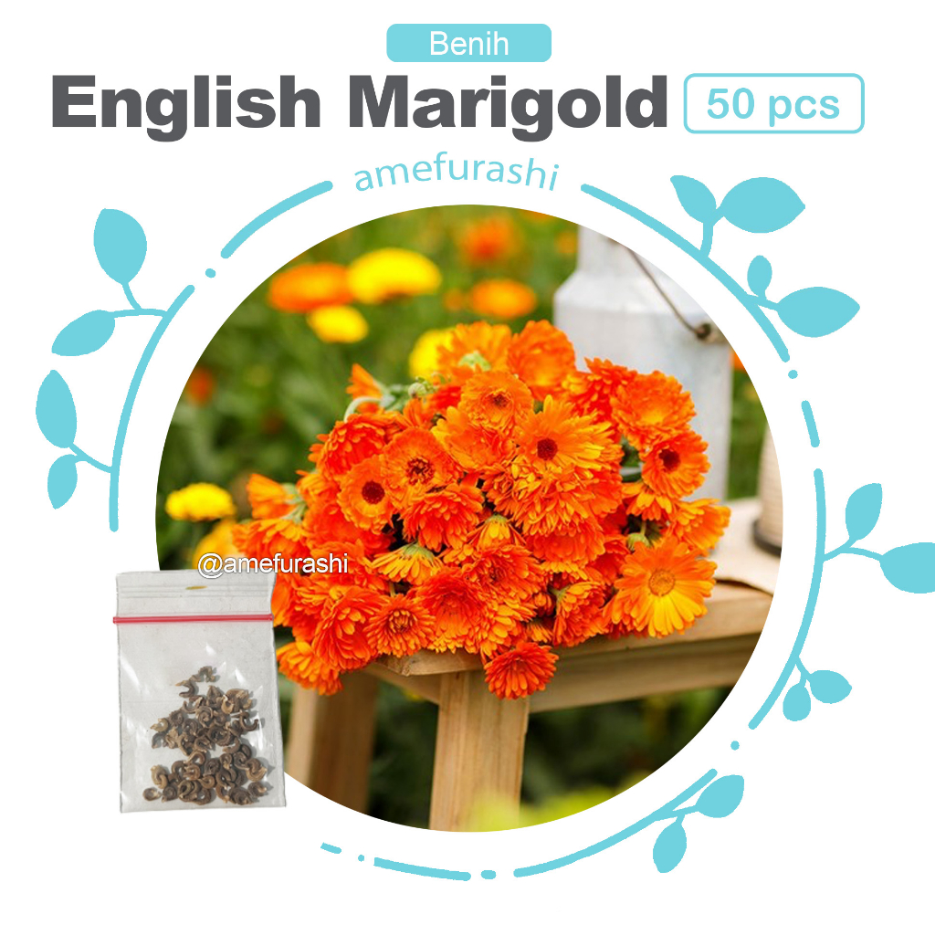 Benih 50 Biji Bunga English Marigold Edible Flower Mudah Tumbuh