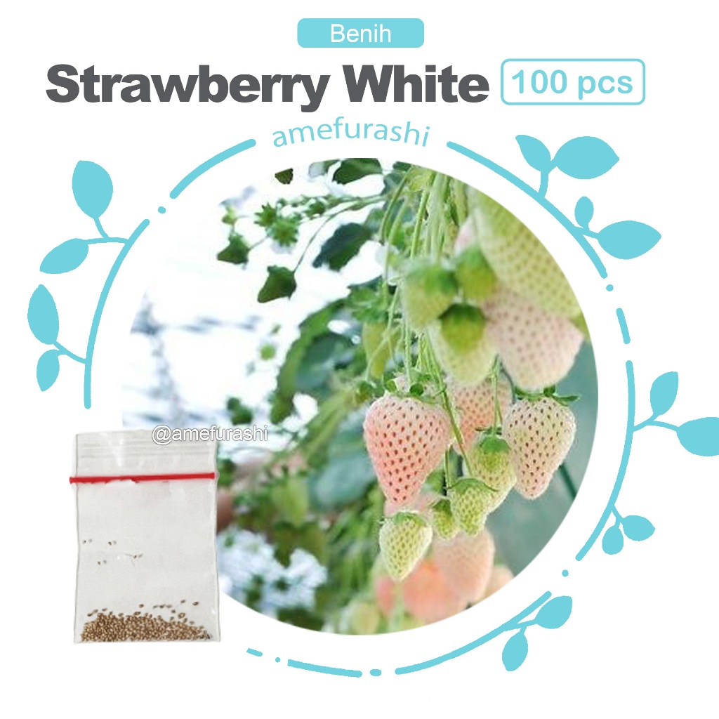 Benih 100 Biji White Alpine Strawberry Stroberi Putih