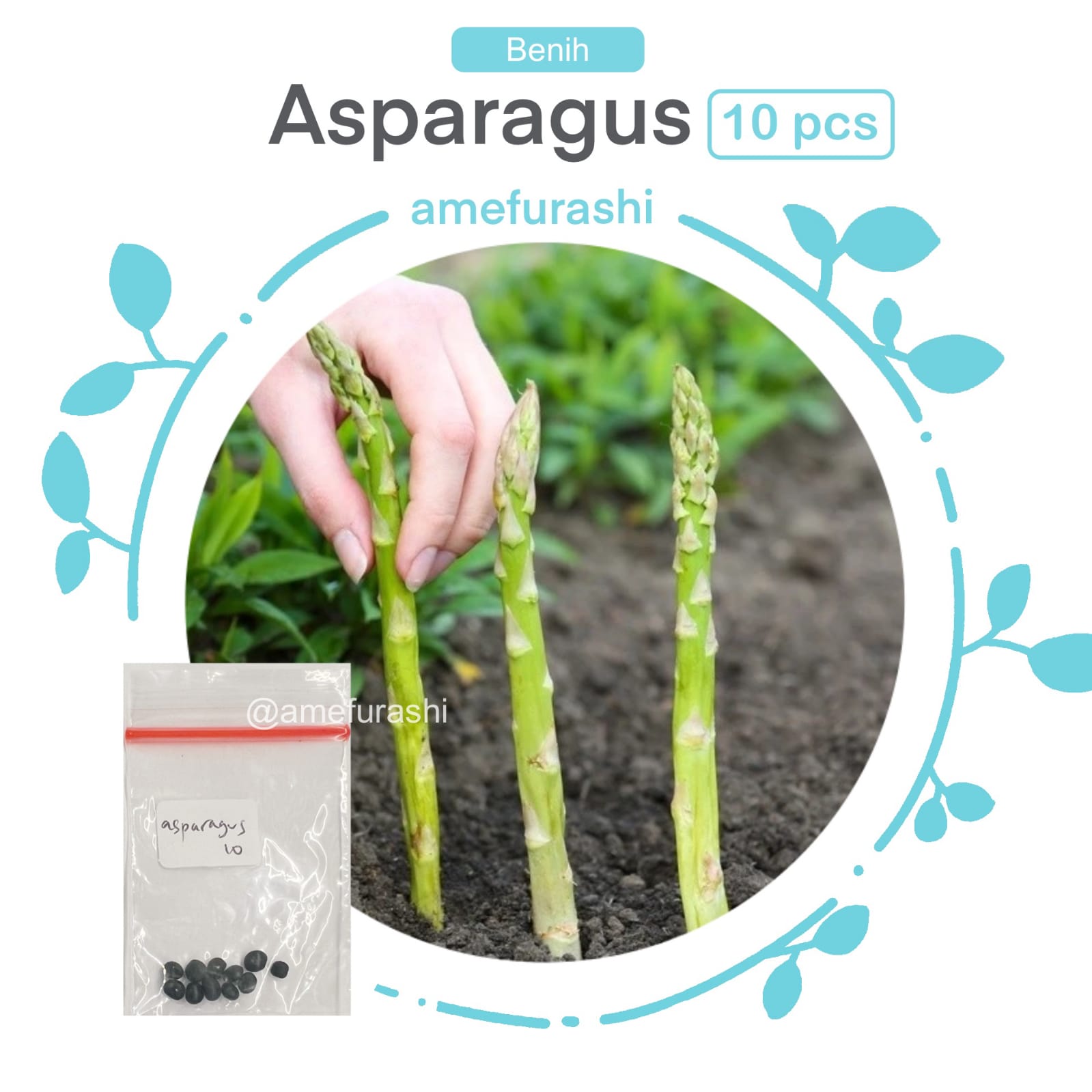 Benih 10 Biji Sayur Asparagus Sehat dan Lezat