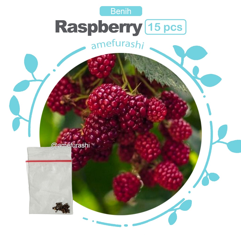 Benih 15 Biji Buah Raspberry European Red Raspberry Import Fruit