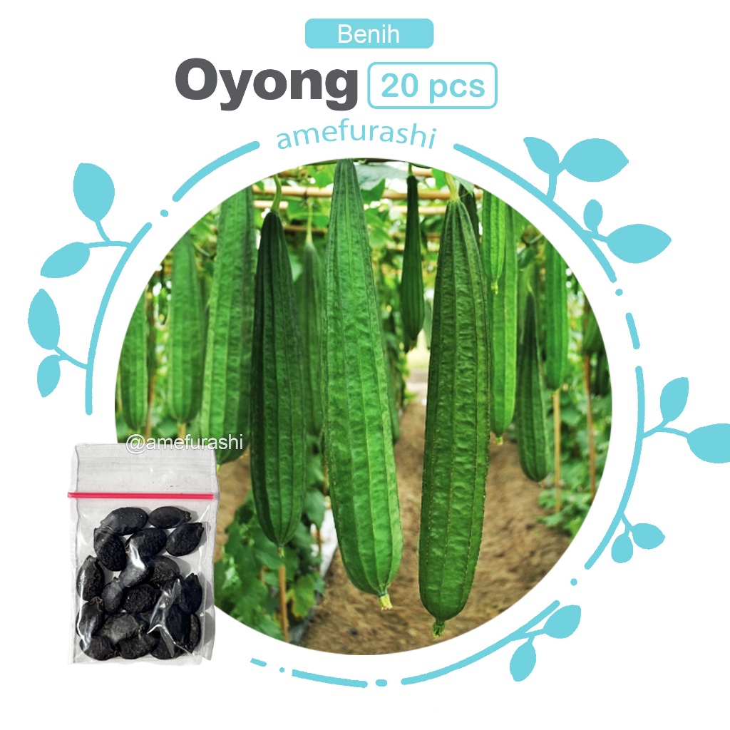 Benih 20 Biji Sayur Oyong Sayur Oyong Manis gurih Renyah