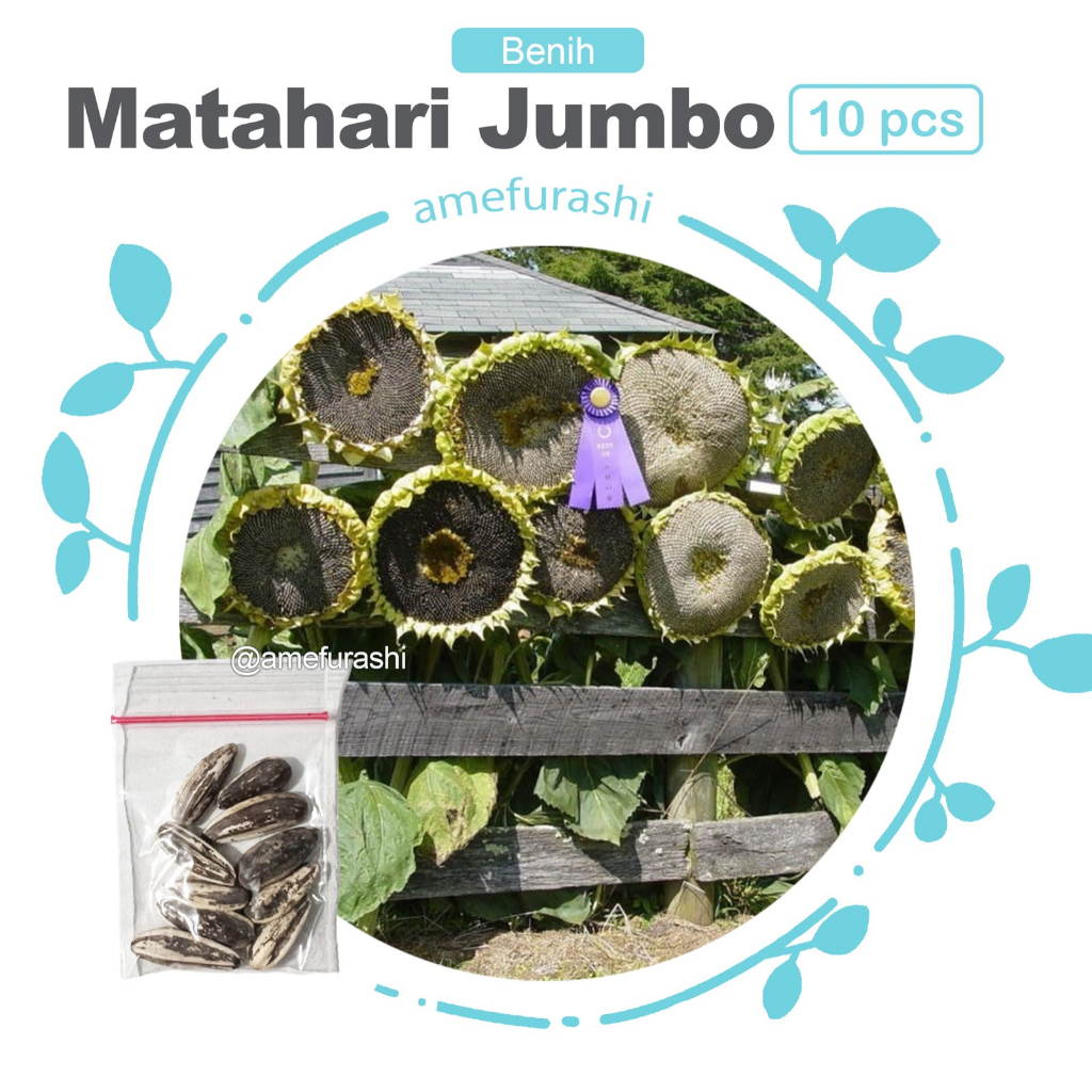 Benih 10 Biji Bunga Matahari Jumbo Mudah Tumbuh