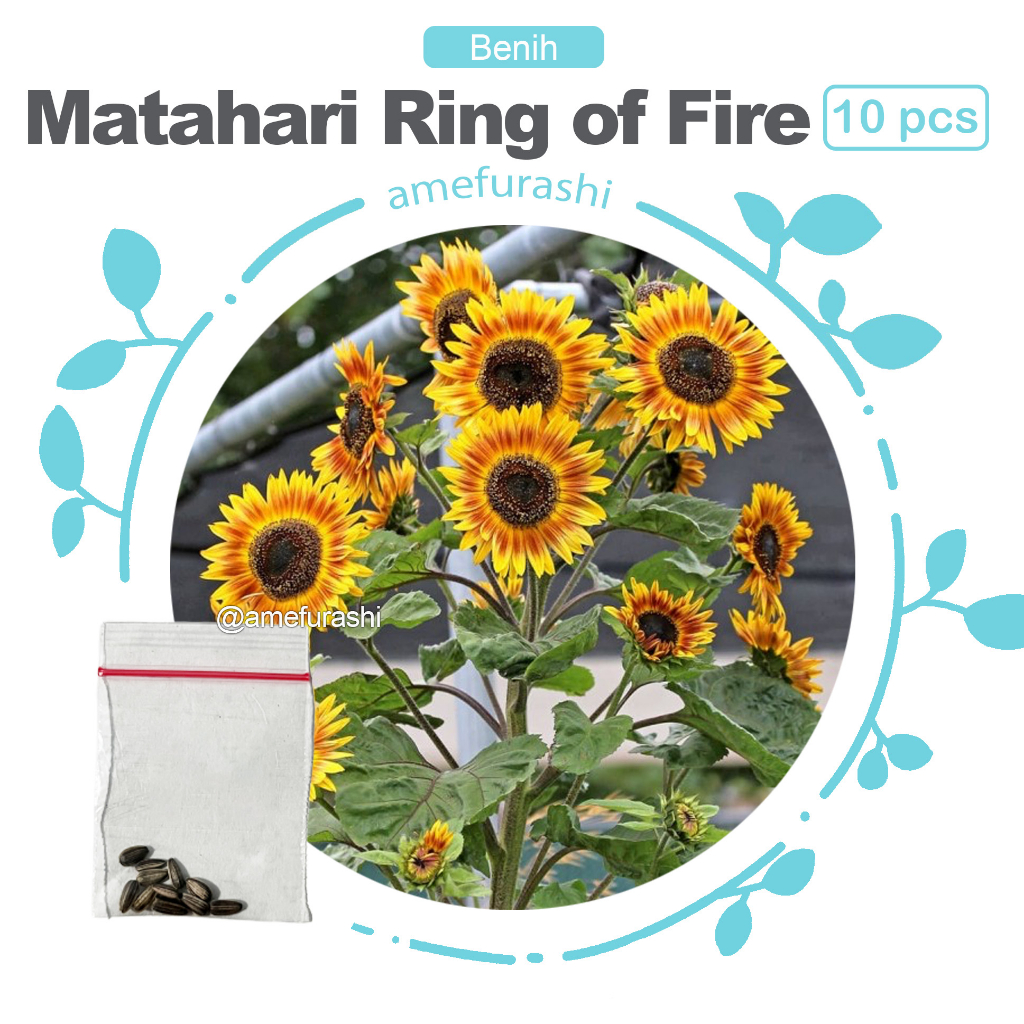 Benih 10 Biji Sunflower Ring Of Fire Bunga Matahari Bicolor
