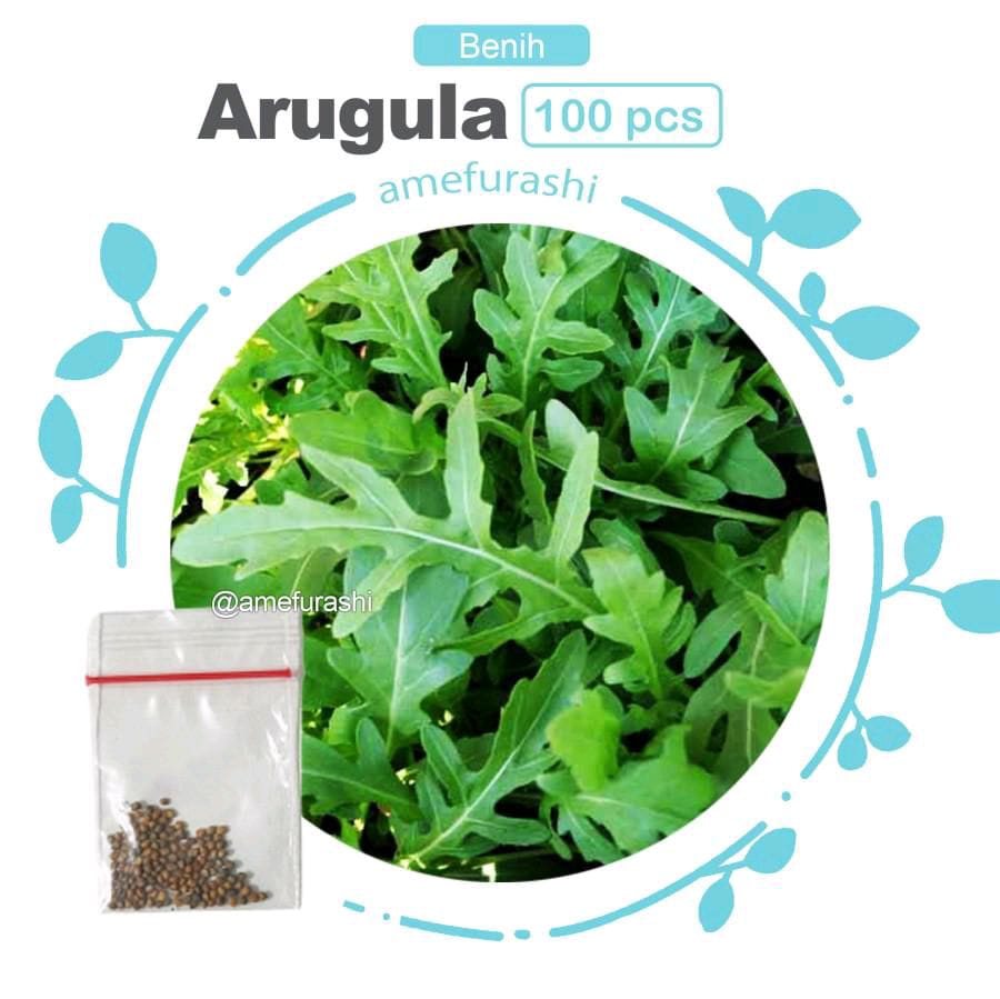 Benih 100 Biji Herb Rouquette Arugula Mudah Tumbuh