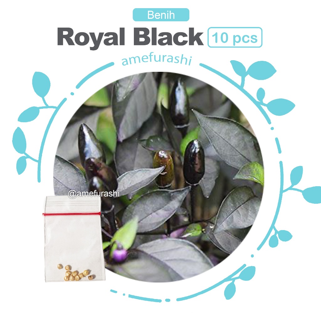 Benih 10 Biji Cabe Royal Black Pepper Cabe Unik Hitam Mempesona