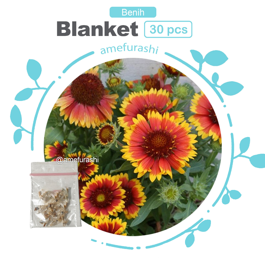 Benih 30 Biji Bunga Blanket Flower Gaillardia Aristata Bunga Bicolor Unik