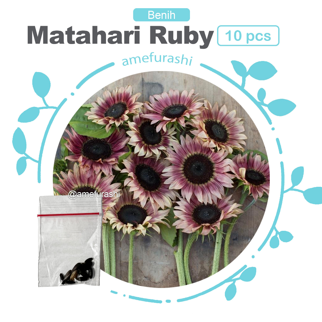 Benih 10 Biji Sunflower Ruby Eclipse Bunga Matahari Bicolor Cantik