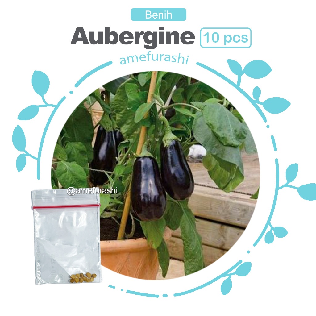 Benih 10 Biji Sayur Terong Black Beauty Aubergine Terong Hitam