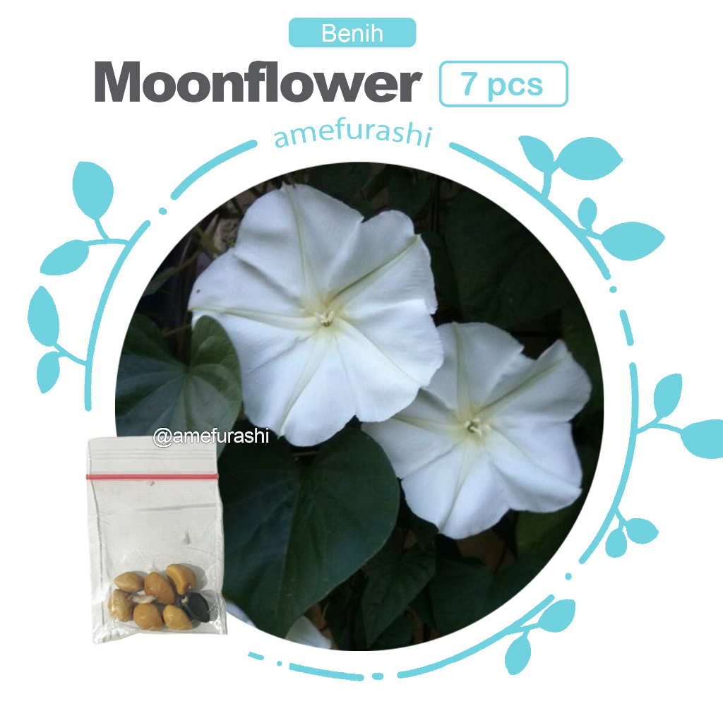Benih 7 Biji Bunga Moonflower Morning Glory White Tanaman Merambat Putih Mudah Tumbuh