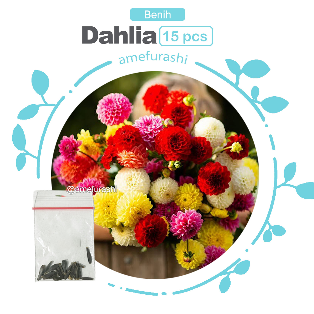 Benih 15 Biji Bunga Dahlia Unwins dwarf Mix Edible Flower in Many Colors Easy To Grow