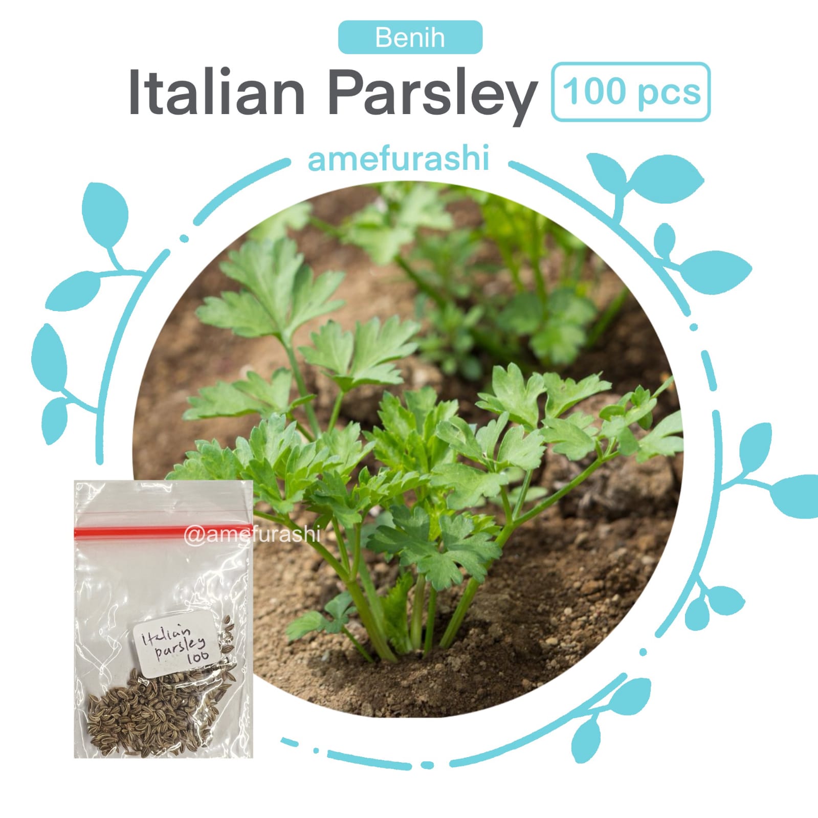 Benih 100 Biji Sayur Italian Flat Parsley Sayur Peterseli Cocok Di Pot