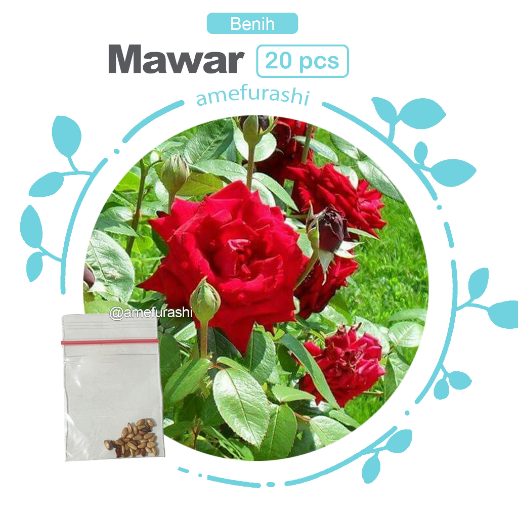 Biji Benih Bunga Mawar Rambat isi 20 Biji Climbing Rose Bunga Mawar Cantik