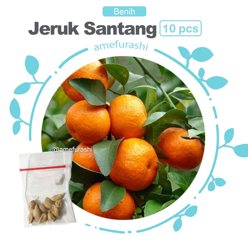 Benih 10 Biji Buah Jeruk Santang Manis Mudah Tumbuh