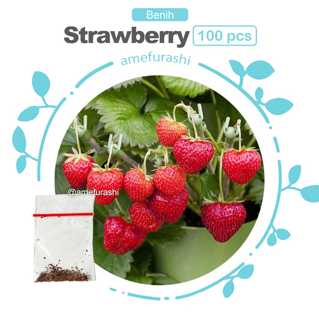 Benih 100 Biji Fruit Strawberry Giant Biji Buah Stroberi Besar