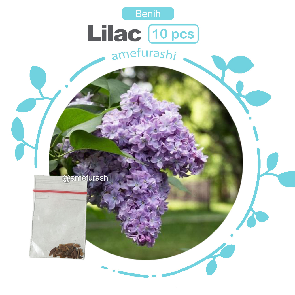 Benih 10 Biji  Bunga Lilac Bunga Ungu Harum Sangat Cantik