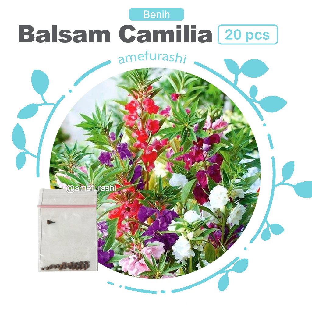 Benih 20 Biji Bunga Balsam Camilia Flowered Mix Bunga Impatiens Cocok Di Pot