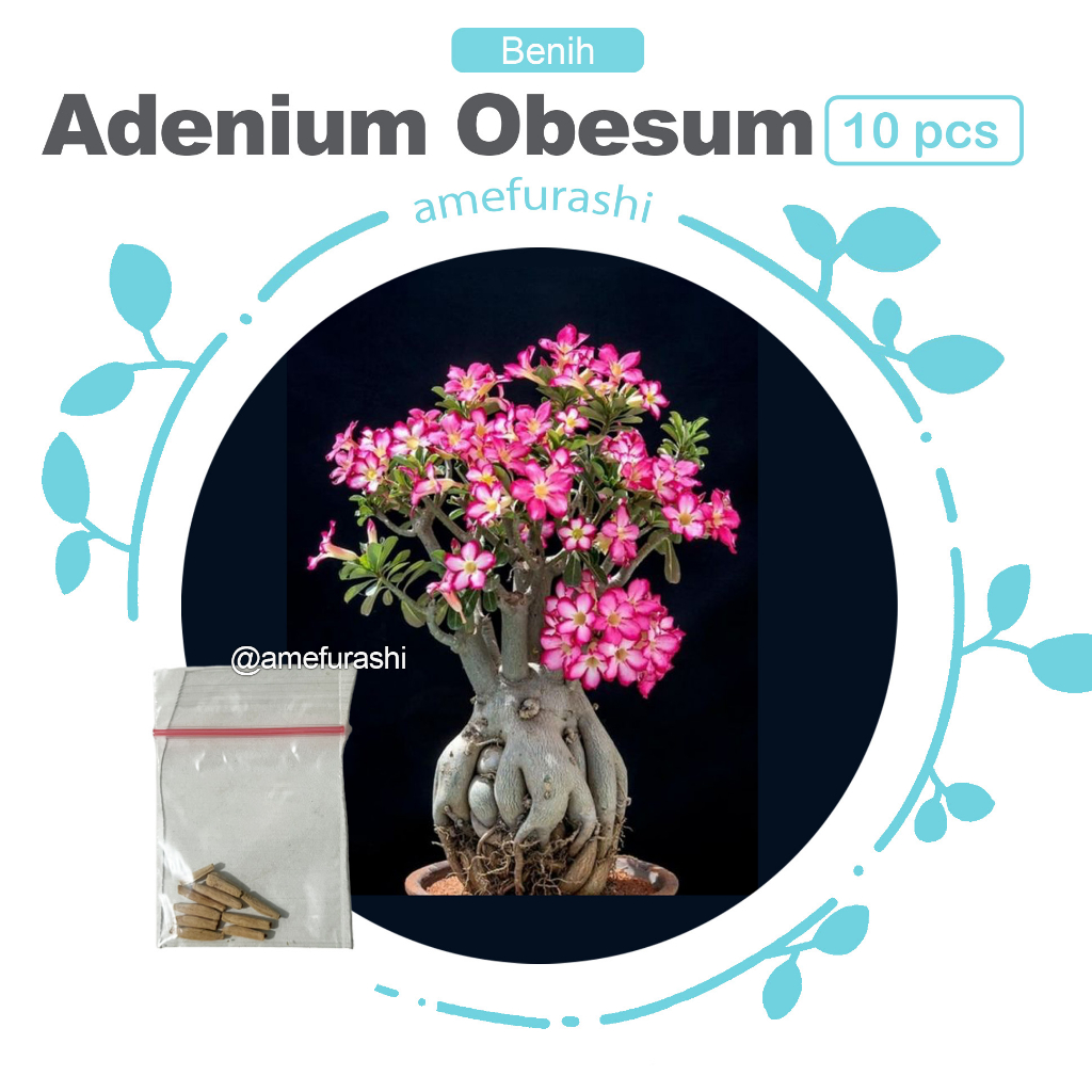Benih 10 Biji Bunga Adenium Obesum Mix Flower Bunga Cantik Impor