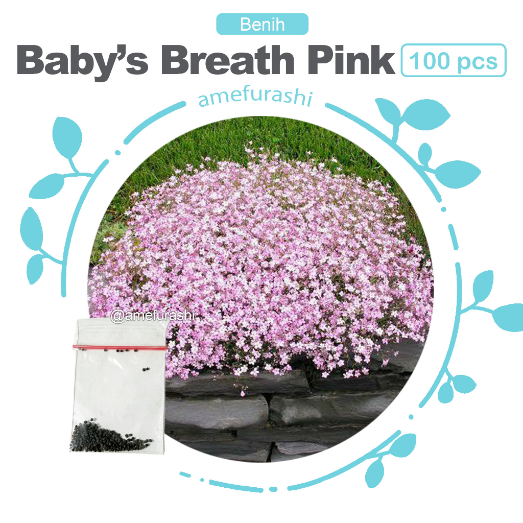 Benih 100 Biji Bunga Baby Breath Pink Bunga Cantik Mudah Tumbuh