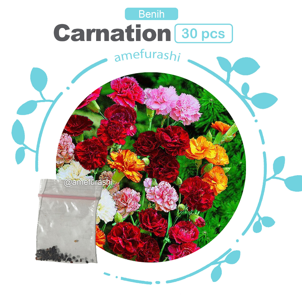 Benih 30 Biji Bunga Carnation Bunga Dianthus Chinensis