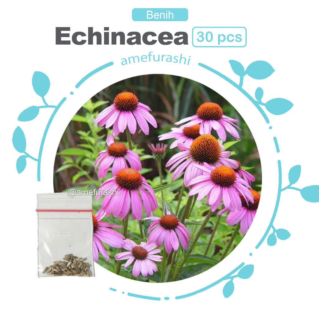 Benih 30 Biji Echinacea Purpurea Bagus Untuk Herbal