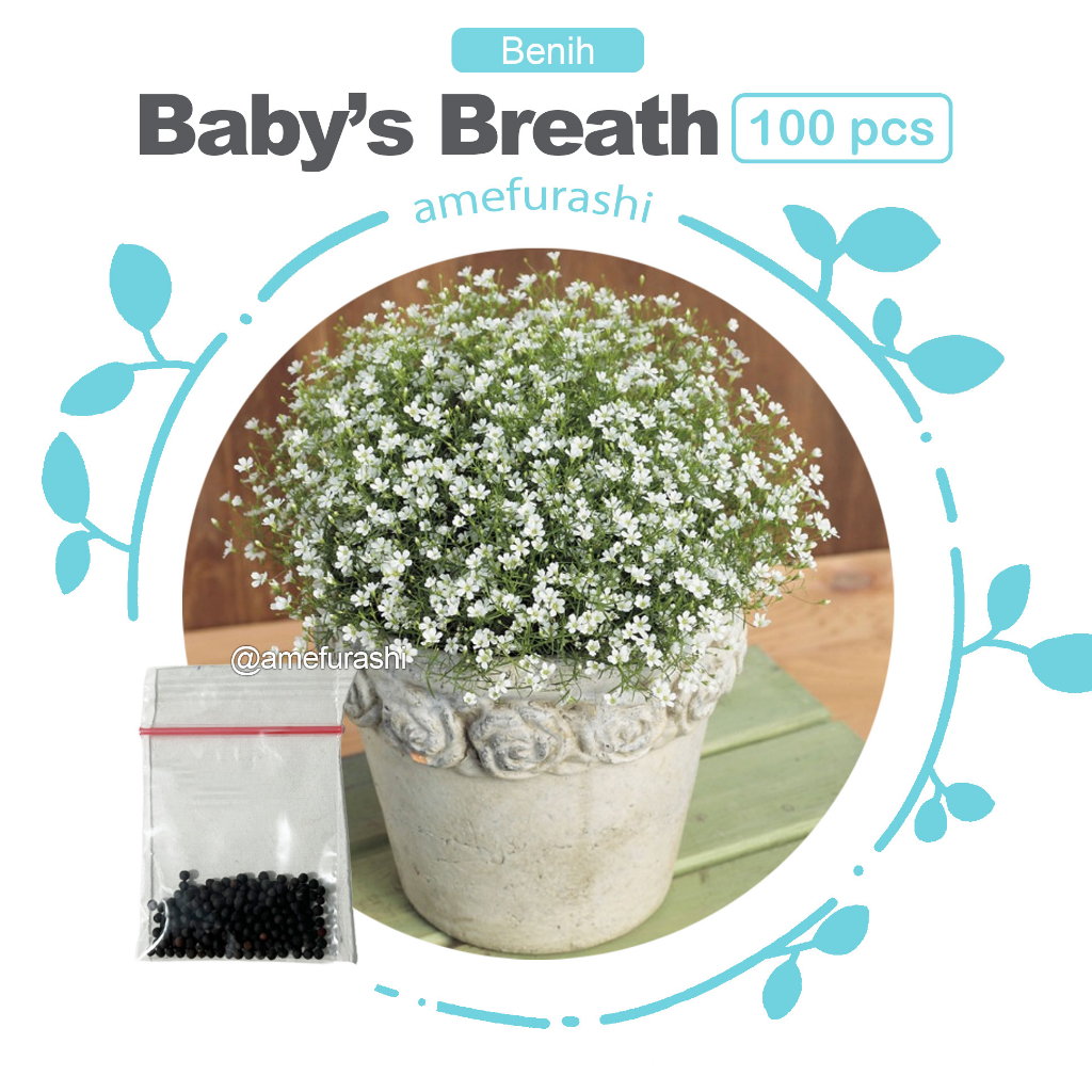 Benih 100 Biji Bunga Baby Breath White Bunga Hias Cantik untuk Taman, Pot & Florist