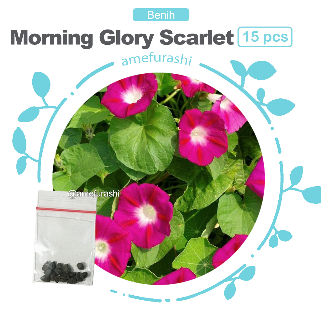 Benih 15 Biji Morning Glory Scarlet O 'Hara Tanaman Merambat Mudah Tumbuh