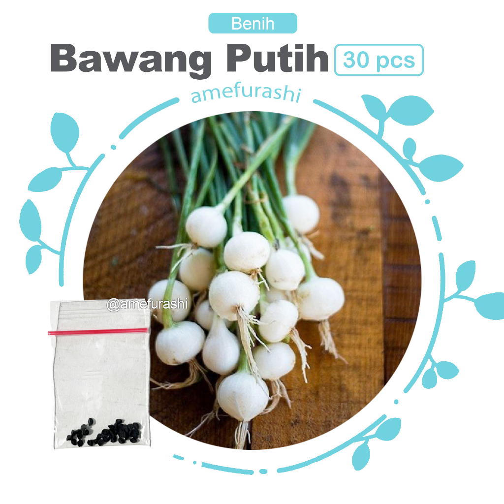 Benih 30 Biji Bawang Putih Crystal White Wax Onion Delicious
