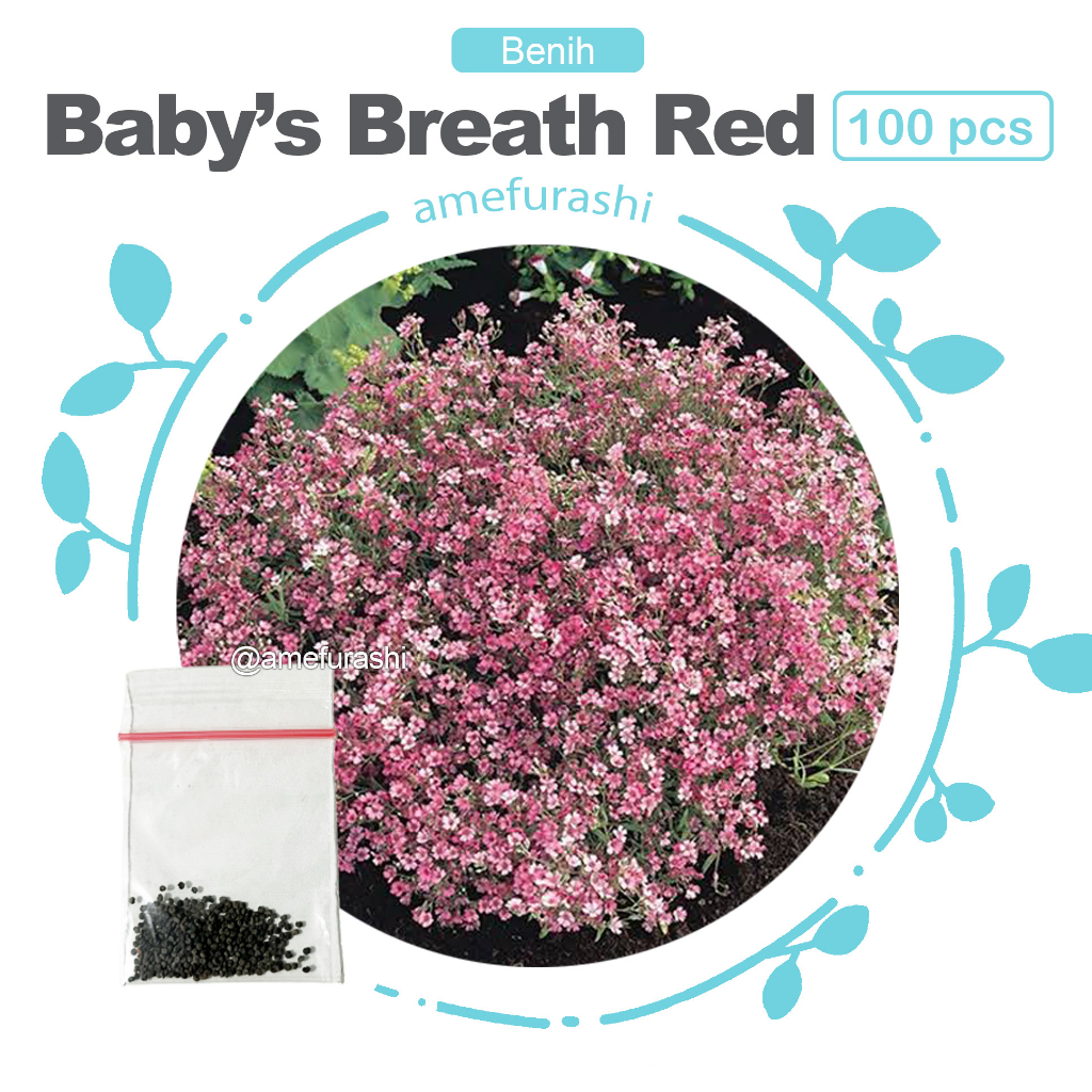 Benih 100 Biji Bunga Red Baby's Breath Bunga Impor Unik