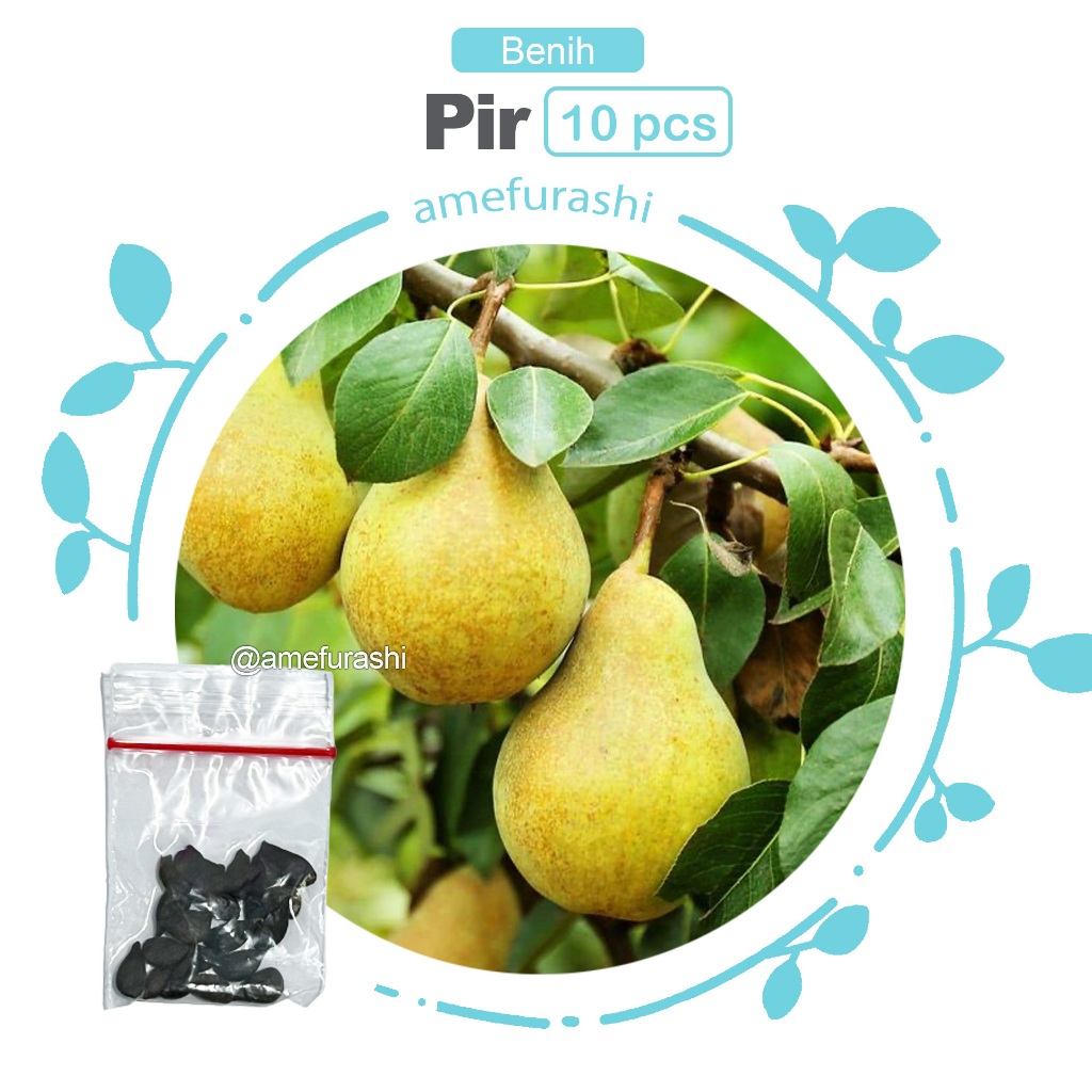 Benih 10 Biji Buah Pir Common Pear Import Grow Your Own Fruit