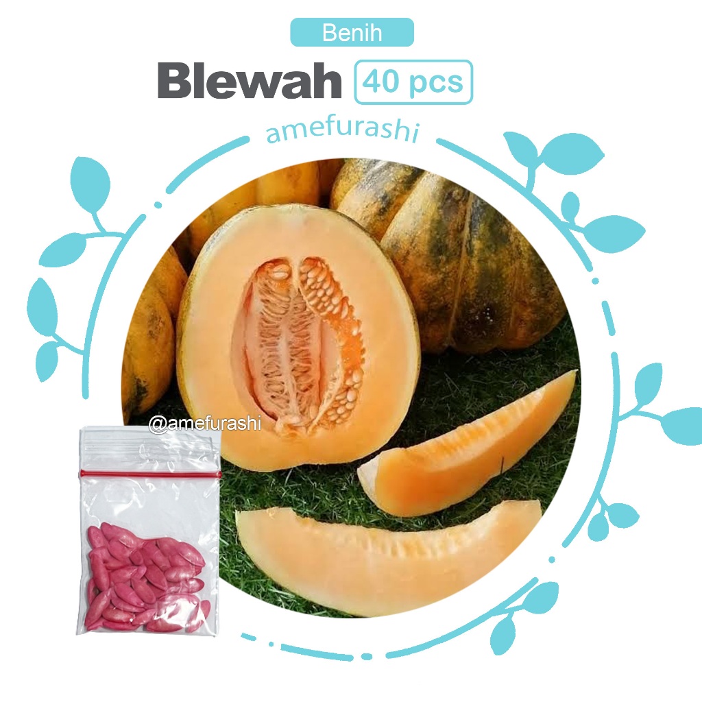 Benih 40 Biji Buah Blewah Manis Grow Your Own Fruit