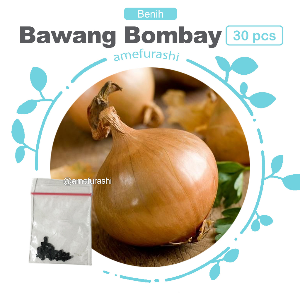 Benih 30 Biji Bawang Bombay Texas Early Grano Onion
