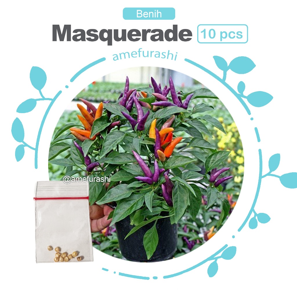 Biji Benih Cabe Unik Masquerade Pepper isi 10 Biji Can Grow Indoor