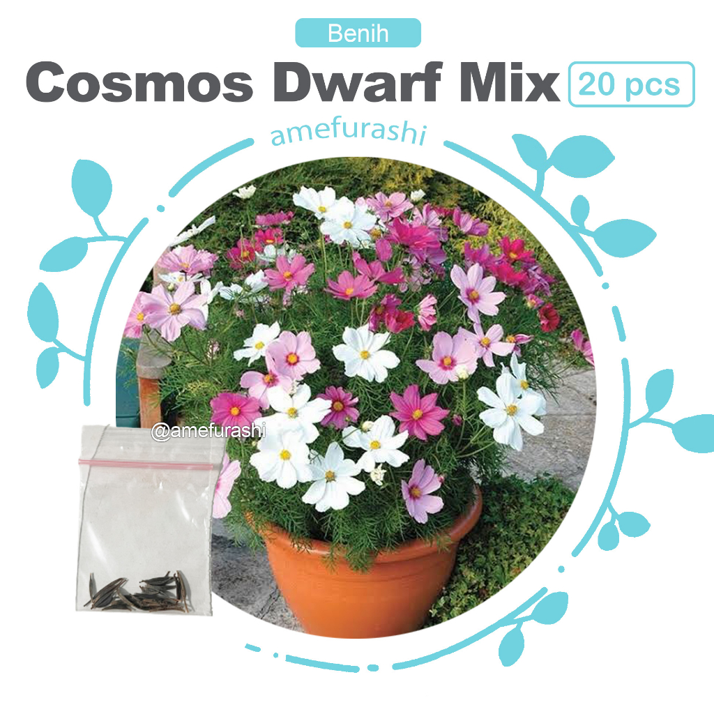 Benih 20 Biji Bunga Cosmos Dwarf Mix Colour Mudah Tumbuh Edible Flower