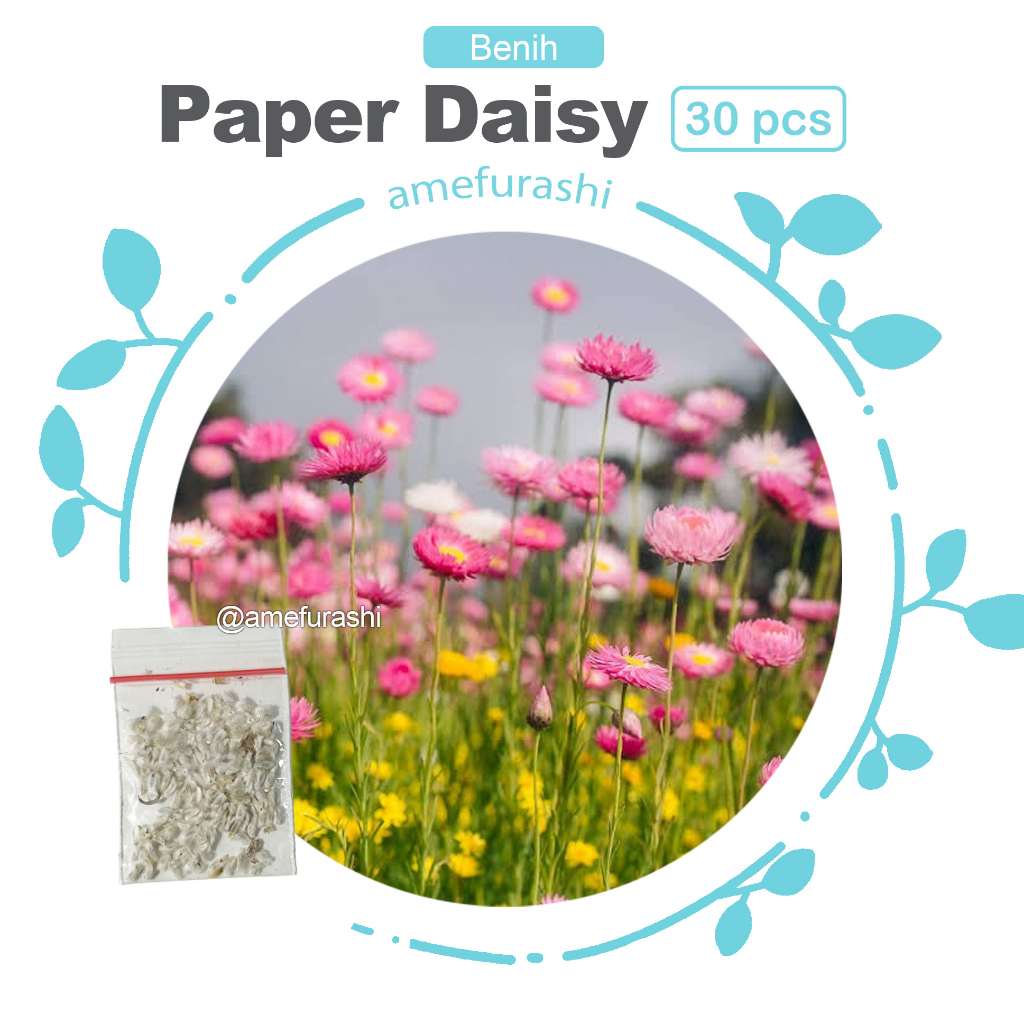 Benih Bunga 30 Biji Paper Daisy Giant Double Mix 30 Biji Bunga Mix Warna Cantik