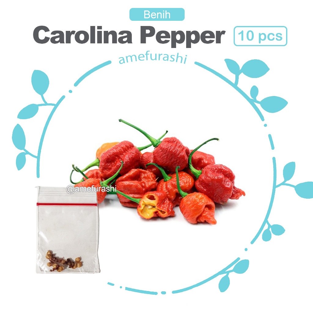 Benih Biji Cabe Pedas Carolina Reaper Pepper isi 10 Biji Hot Pepper Carolina