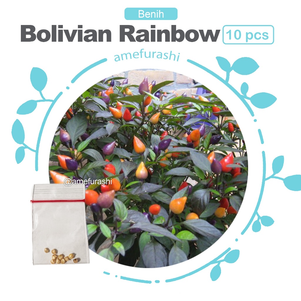 Benih 10 Biji Cabe Bolivian Rainbow Pepper/ Cabe warna warni cabe unik