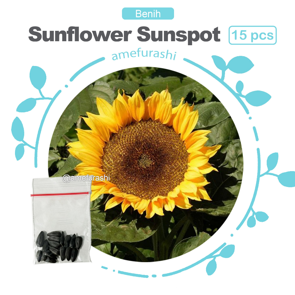 Benih15 Biji  Bunga sunflower sunspot wildflower, rare, beatuiful